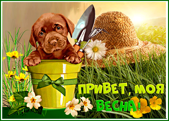 Картинка милая открытка с собачкой привет, моя весна