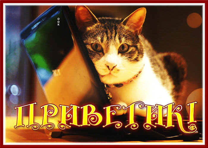Postcard милая открытка с забавным котиком приветик