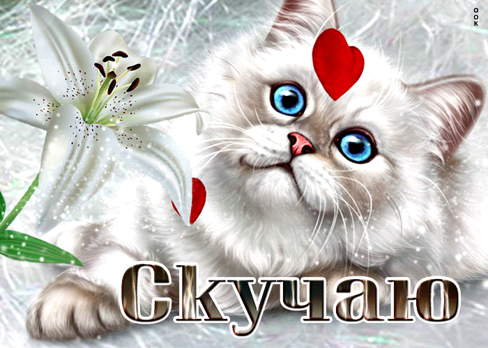 Картинка милая открытка скучаю с красивым котом
