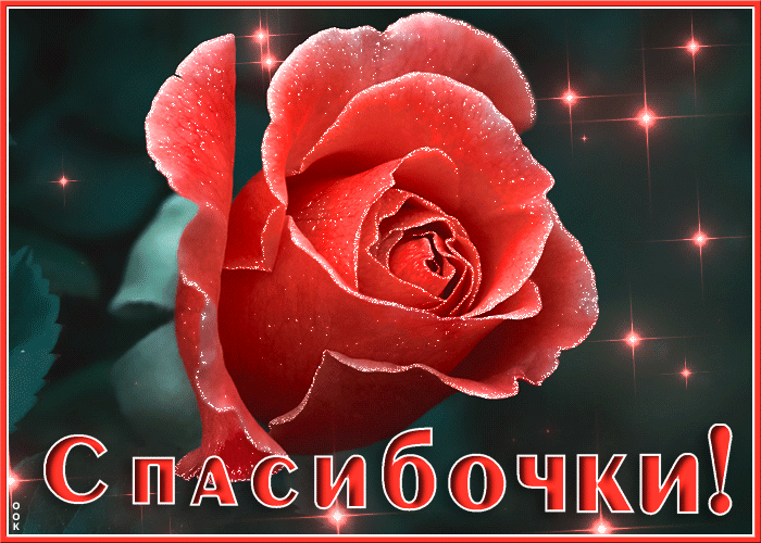 Картинка милая открытка спасибочки с розой