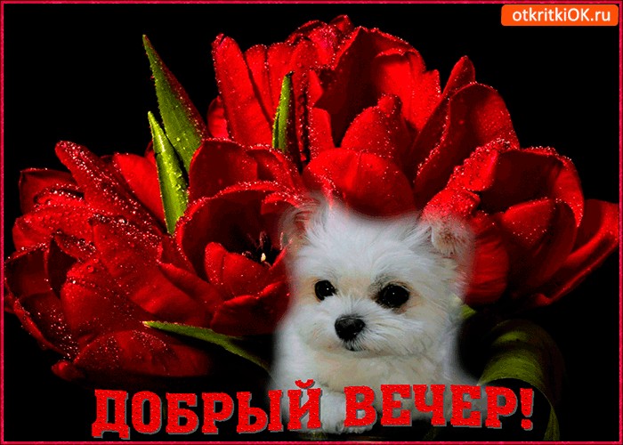 Для, открытки милого вечера