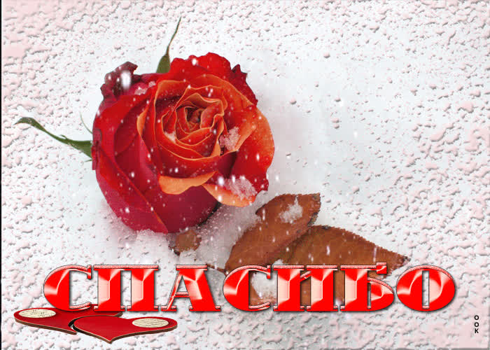 Картинка необычная открытка спасибо с розой