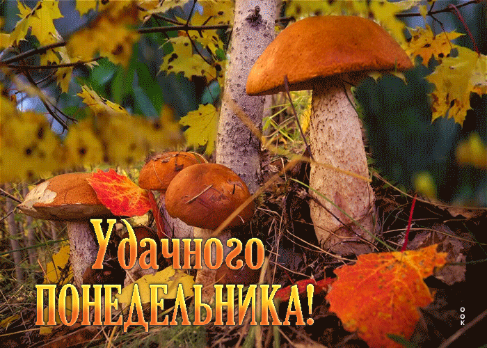Picture необычная открытка с грибочками удачного понедельника!