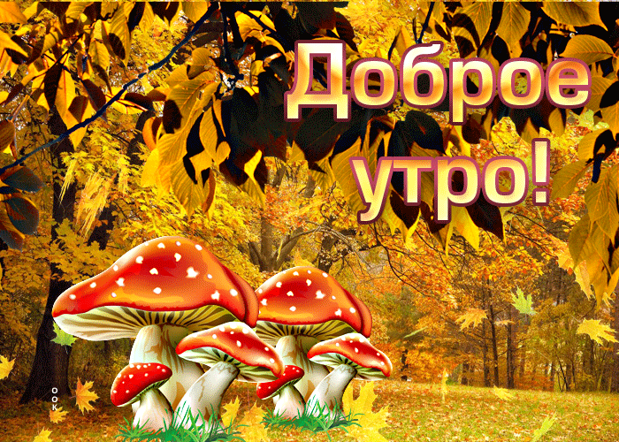 Picture необычная открытка с грибочками в лесу доброе утро!