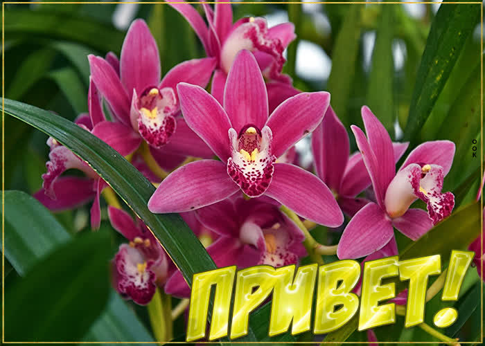 Открытка нежная картинка привет с орхидеей