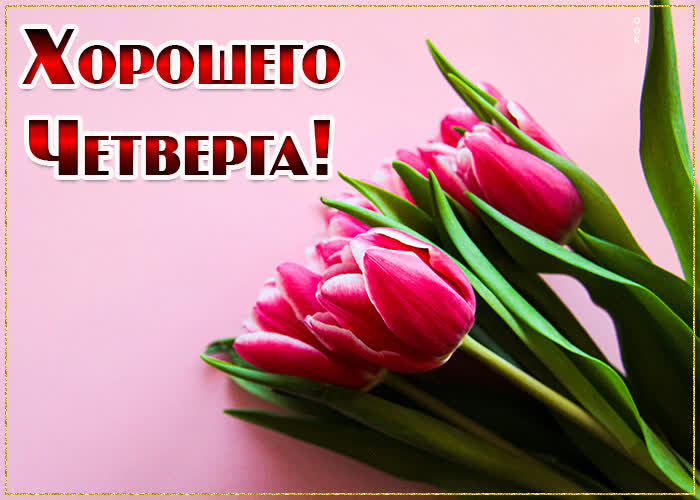 Открытка нежная открытка хорошего четверга с тюльпанами
