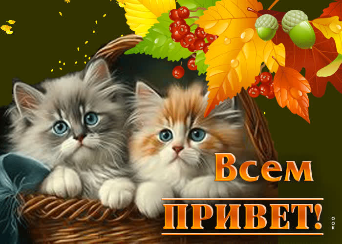 Picture нежная и чувственная гиф-открытка с котятами всем привет