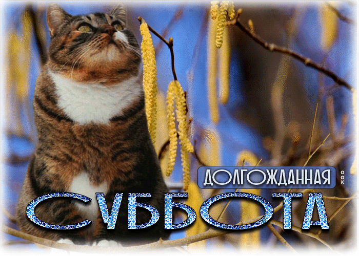 Picture нежная открытка долгожданная суббота! с котиком