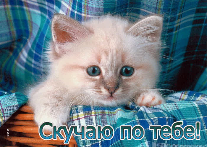 Picture нежная открытка с котеночком скучаю по тебе!