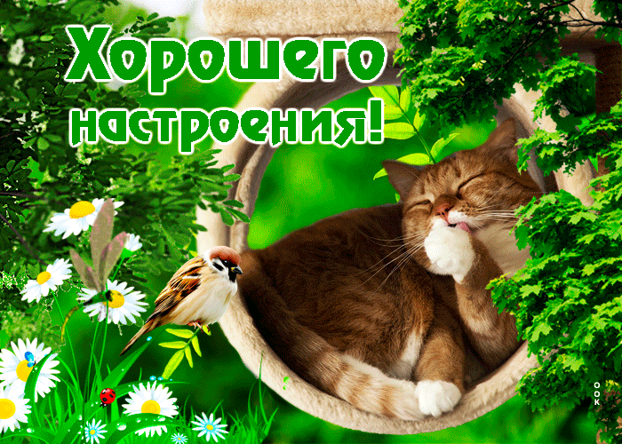 Picture нежная открытка с милым котиком хорошего настроения