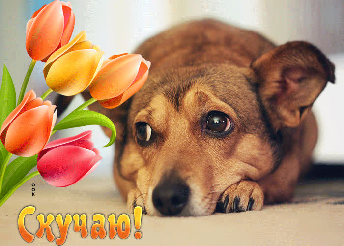 Postcard нежная открытка с тюльпанами и собачкой скучаю!