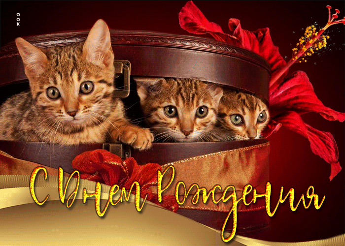 Picture очаровательная и нежная гиф-открытка с котятами с днем рождения