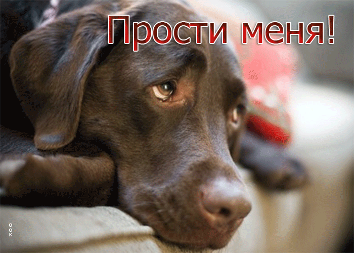 Postcard очаровательная открытка с грустной собакой прости меня