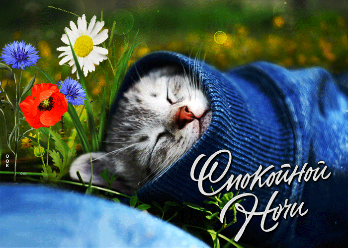 Picture очаровательная открытка с котенком спокойной ночи