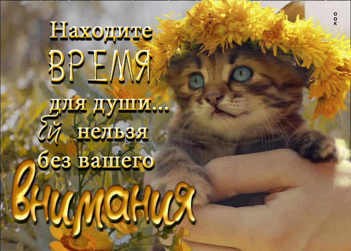 Picture очаровательная открытка с котенком в цветах