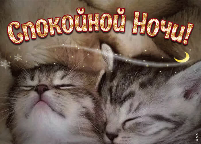Postcard очаровательная открытка с котятами спокойной ночи!