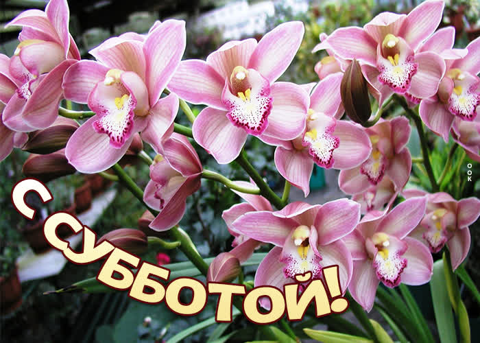 Открытка очаровательная картинка с орхидеей с субботой!