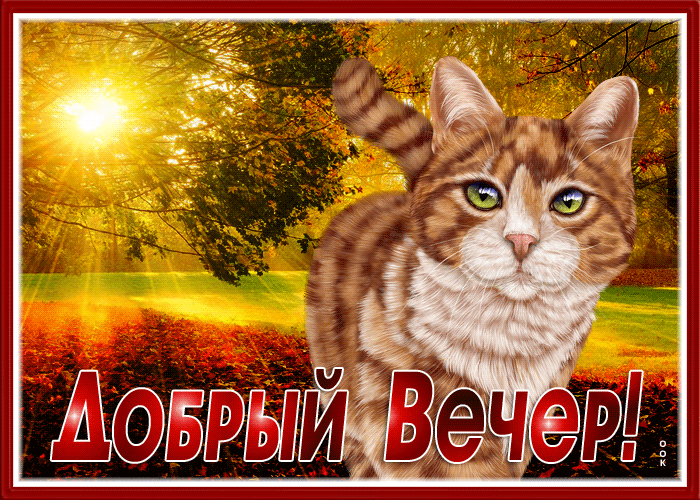 Postcard оптимистическая и яркая гиф-открытка с котиком добрый вечер