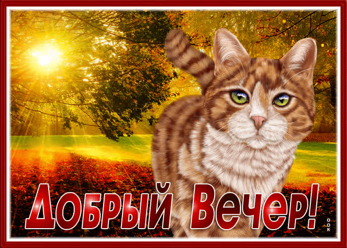 Postcard оптимистическая и яркая гиф-открытка с котиком добрый вечер