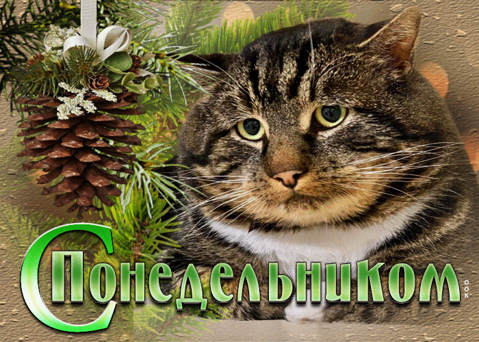 Picture оригинальная открытка с котом и елкой с понедельником