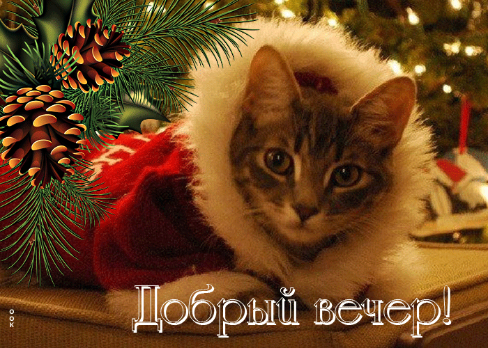 Picture ошеломительная открытка с котиком добрый вечер