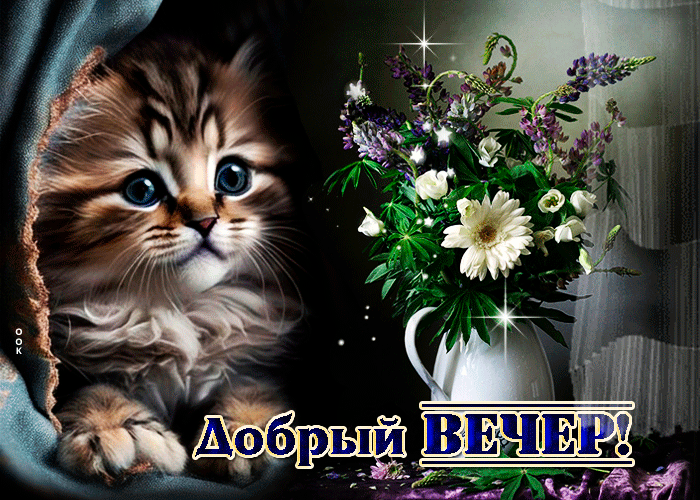 Picture особенная открытка добрый вечер! с котенком