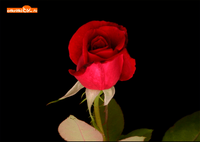 Картинка открытка с розой для тебя