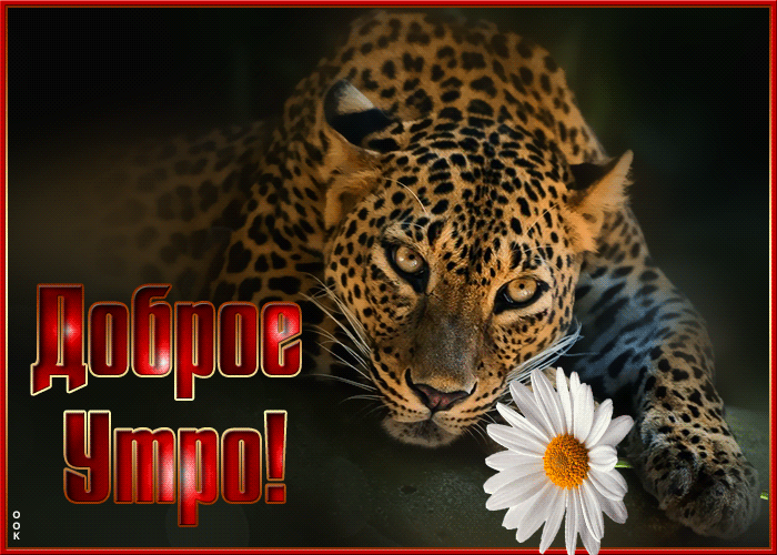 Открытка открытка доброе утро с леопардом