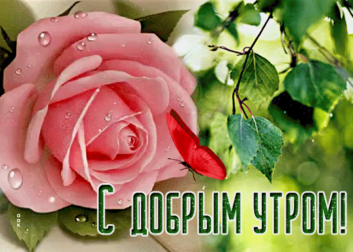 Картинка открытка доброе утро с розовой розой