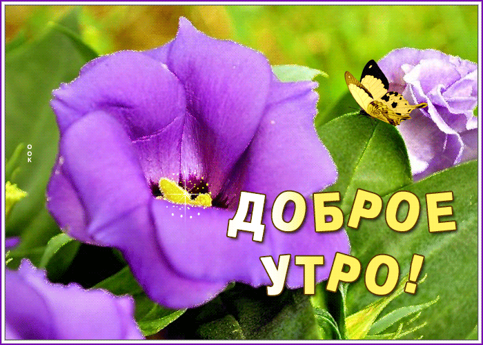 Картинка открытка доброе утро с сиреневыми цветами