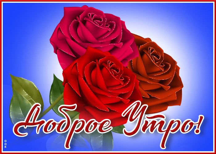 Открытка открытка доброе утро с великолепными розами