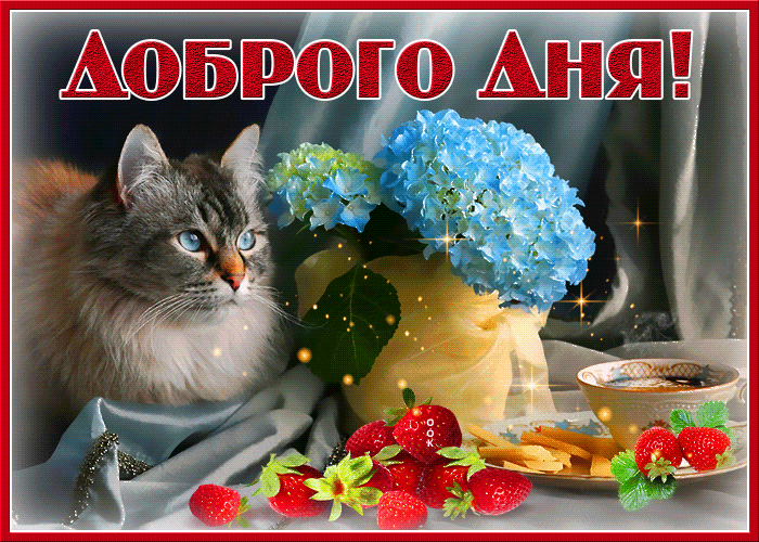 Картинка открытка добрый день с кошкой
