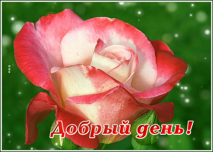 Открытка открытка добрый день с розой