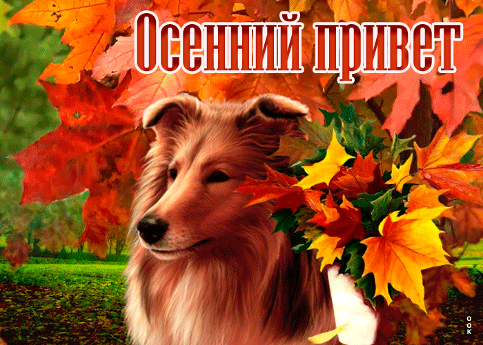 Картинка открытка осенний привет с собачкой