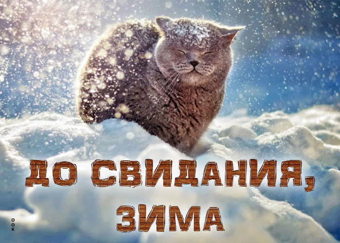 Postcard открытка с котиком до свидания, зима!