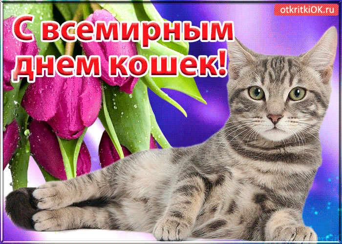 Картинка открытка с международным днём кошек