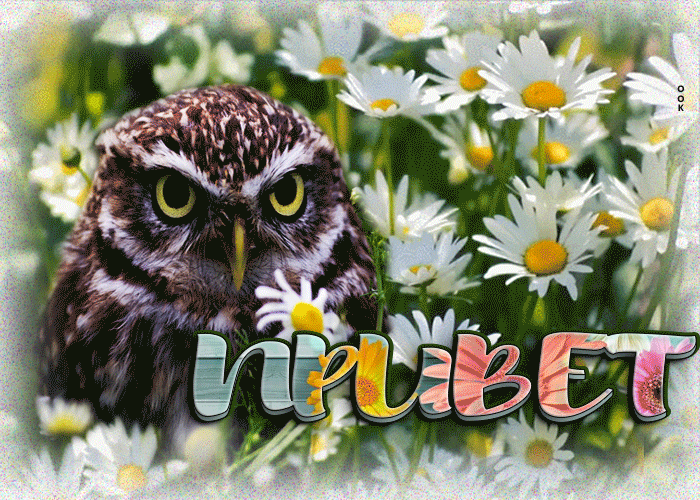 Picture отличная открытка привет с совой