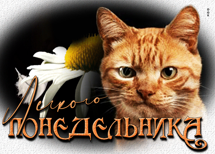 Postcard отличная открытка с котиком легкого понедельника