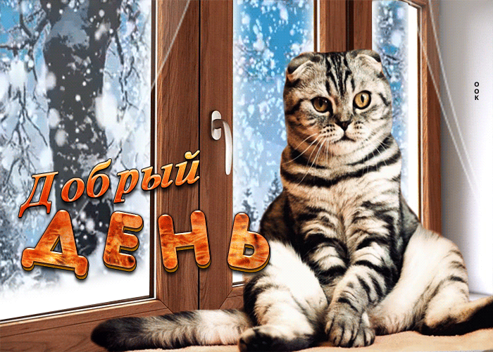 Postcard первоклассная открытка добрый день! с милым котом