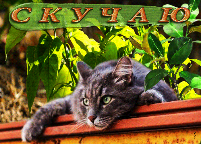 Postcard пленительная и очаровательная открытка с котиком скучаю