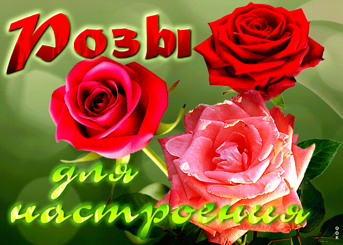 Postcard поразительная открытка розы для настроения