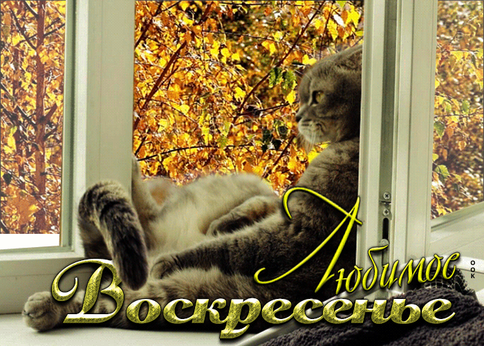 Picture поразительная открытка с котиком любимое воскресенье