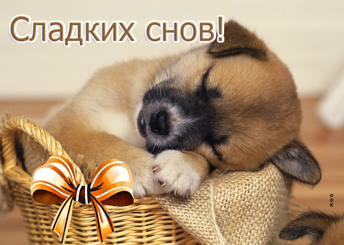 Postcard поразительная открытка сладких снов! с щенком в корзине