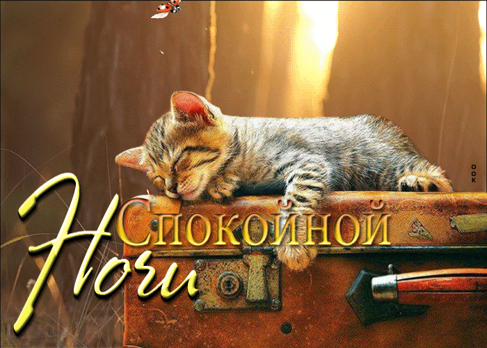 Picture поразительная открытка со спящим котенком спокойной ночи