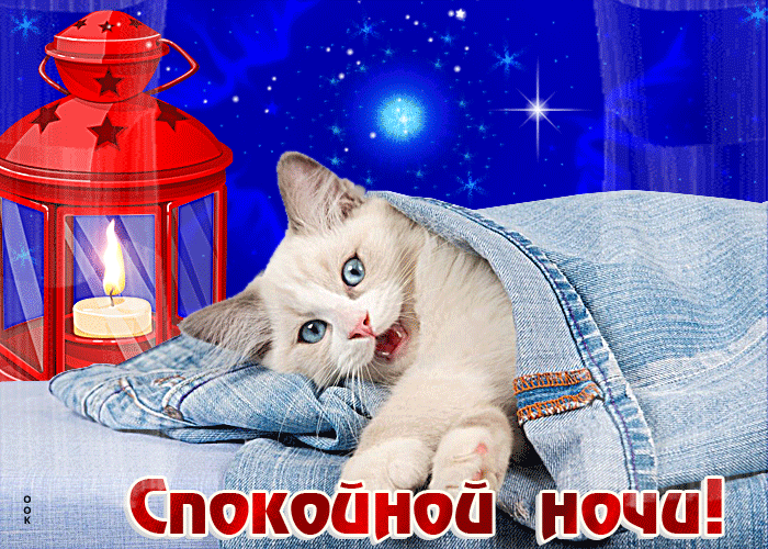 Picture позитивная открытка с белым котом спокойной ночи