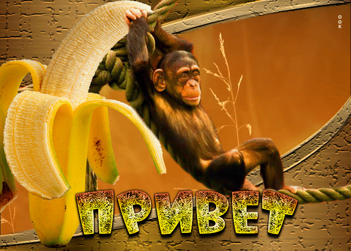Postcard позитивная открытка с обезьянкой привет