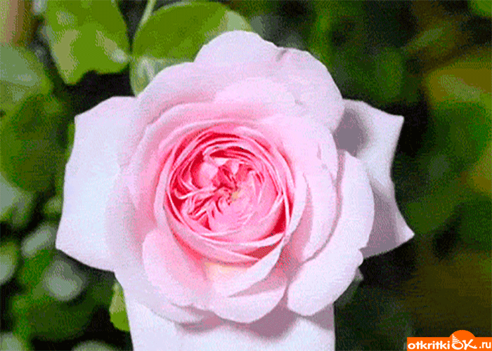 Открытка прекрасная роза только для тебя