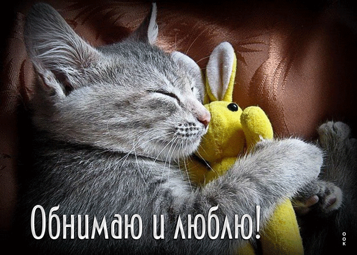 Picture прекрасная открытка обнимаю и люблю! с котиком