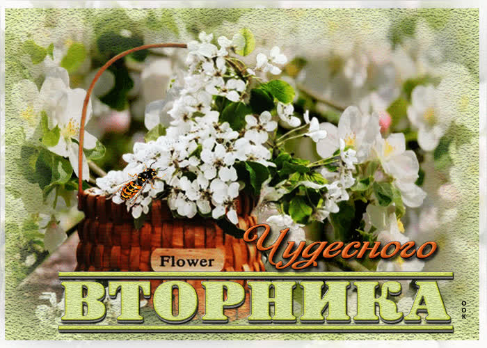 Postcard прекрасная открытка с белыми цветочками чудесного вторника
