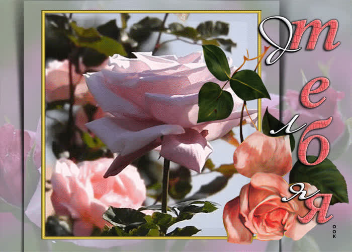 Postcard прекрасная открытка с нежными розами для тебя